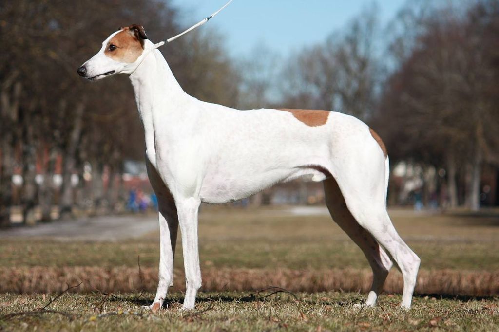 Greyhound The Breed Archive