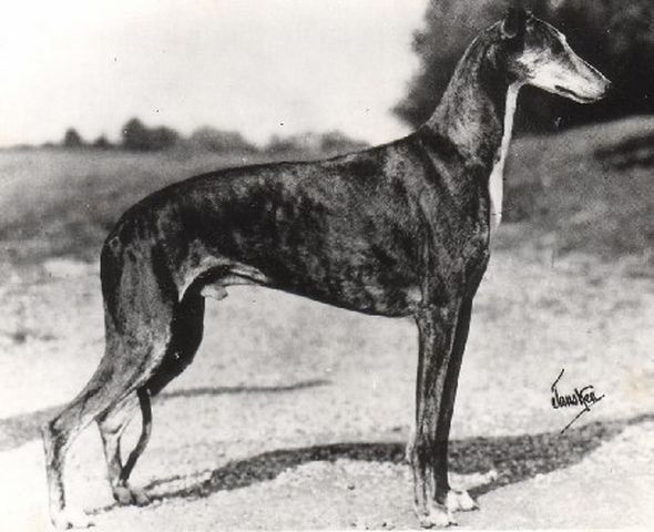 Greyhound - The Breed Archive