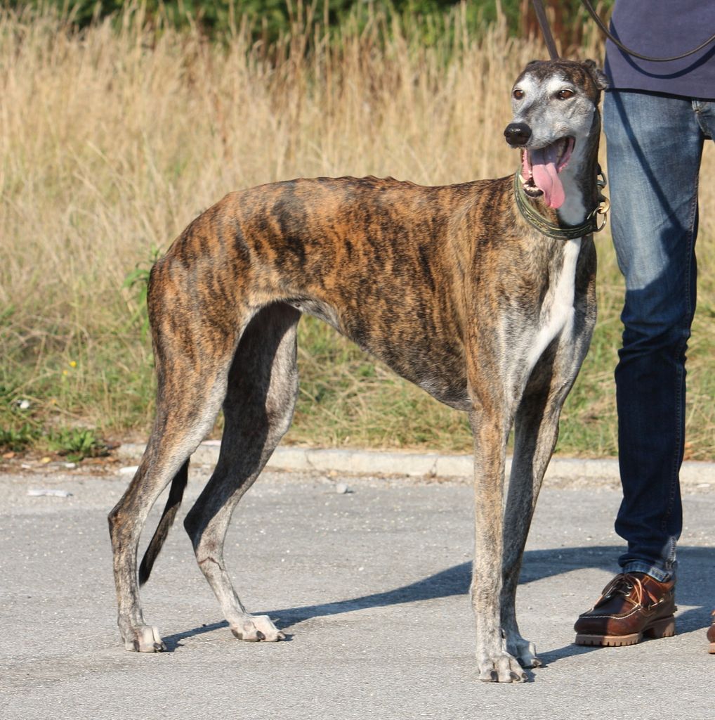 Greyhound - The Breed Archive