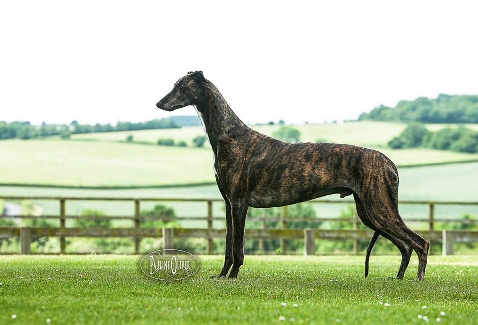 Greyhound The Breed Archive