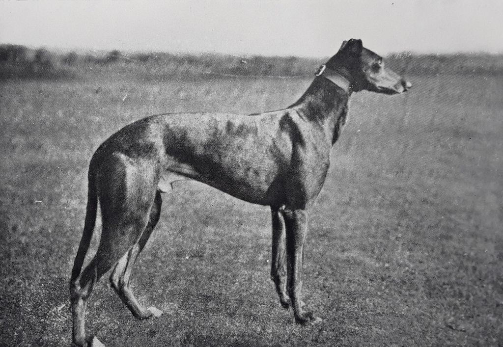 Greyhound The Breed Archive