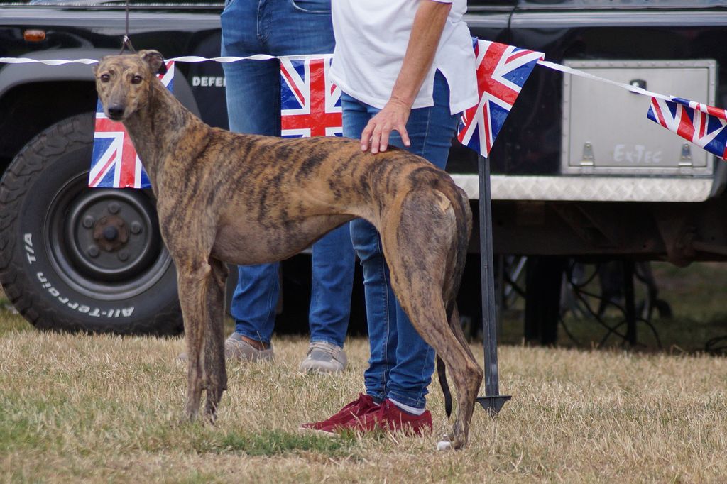Greyhound The Breed Archive 2602