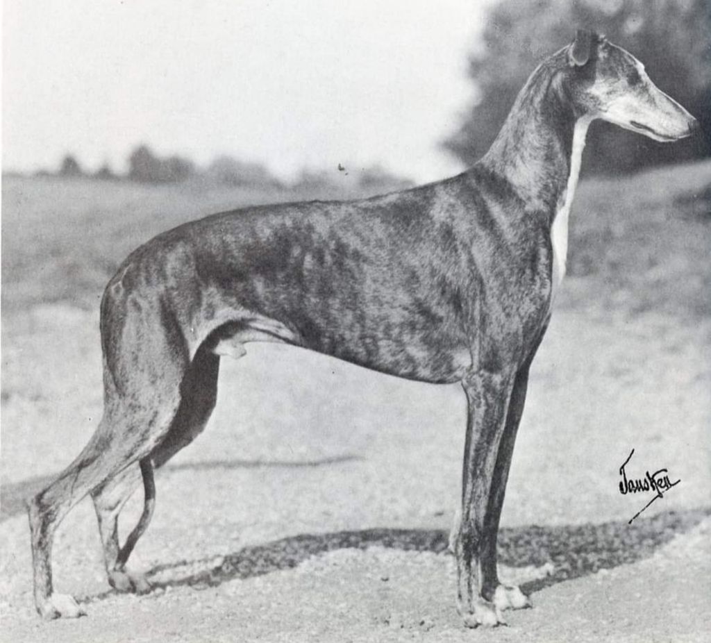 Greyhound The Breed Archive 5535