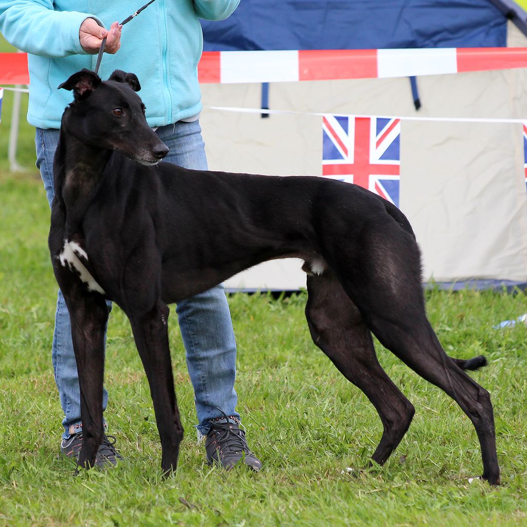 Greyhound The Breed Archive