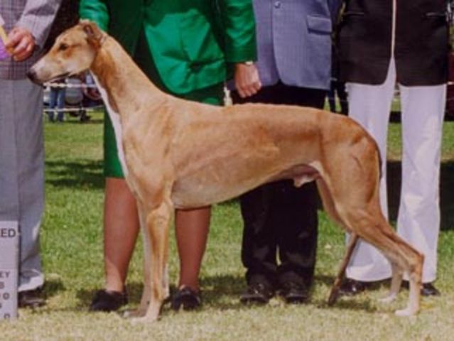 Greyhound The Breed Archive 8335