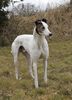 Profile picture of the animal