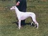 Profile picture of the animal