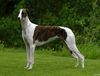 Profile picture of the animal