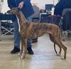 Profile picture of the animal