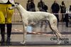 Profile picture of the animal
