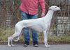 Profile picture of the animal