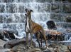 Profile picture of the animal