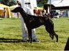 Profile picture of the animal