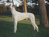 Profile picture of the animal