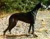 Profile picture of the animal