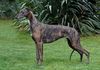 Profile picture of the animal