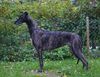 Profile picture of the animal