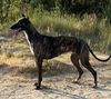 Profile picture of the animal