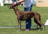 Profile picture of the animal