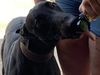 Profile picture of the animal