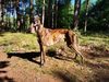 Profile picture of the animal