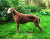 Profile picture of the animal