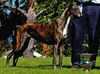 Profile picture of the animal