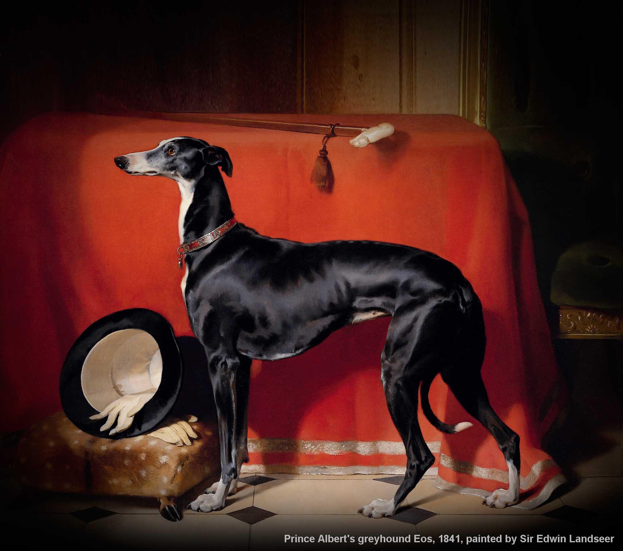 greyhound dog pedigree